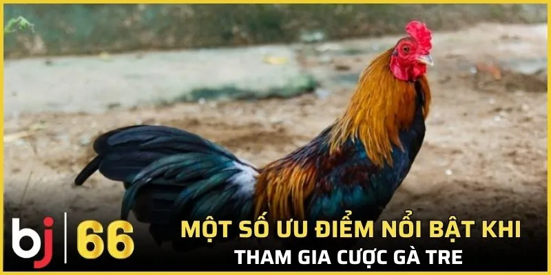 Một số ưu điểm nổi bật khi tham gia cược gà tre 