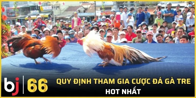 Quy định tham gia cược đá gà tre hot nhất 