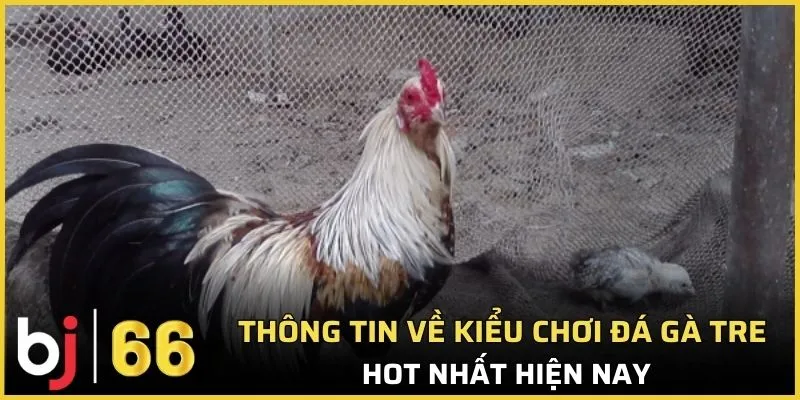 Tổng quan về sảnh đá gà tre hot nhất hiện nay 